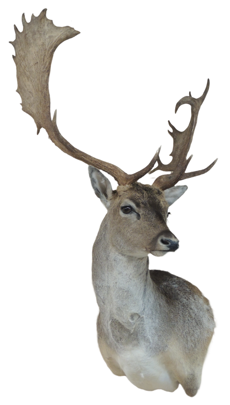 Fallow left turn — Coleman Country Taxidermy