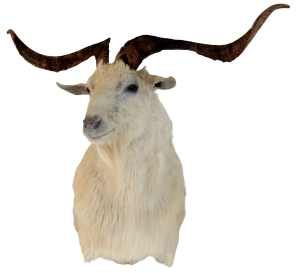 Goat left turn — Coleman Country Taxidermy