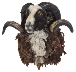 Ram right turn — Coleman Country Taxidermy