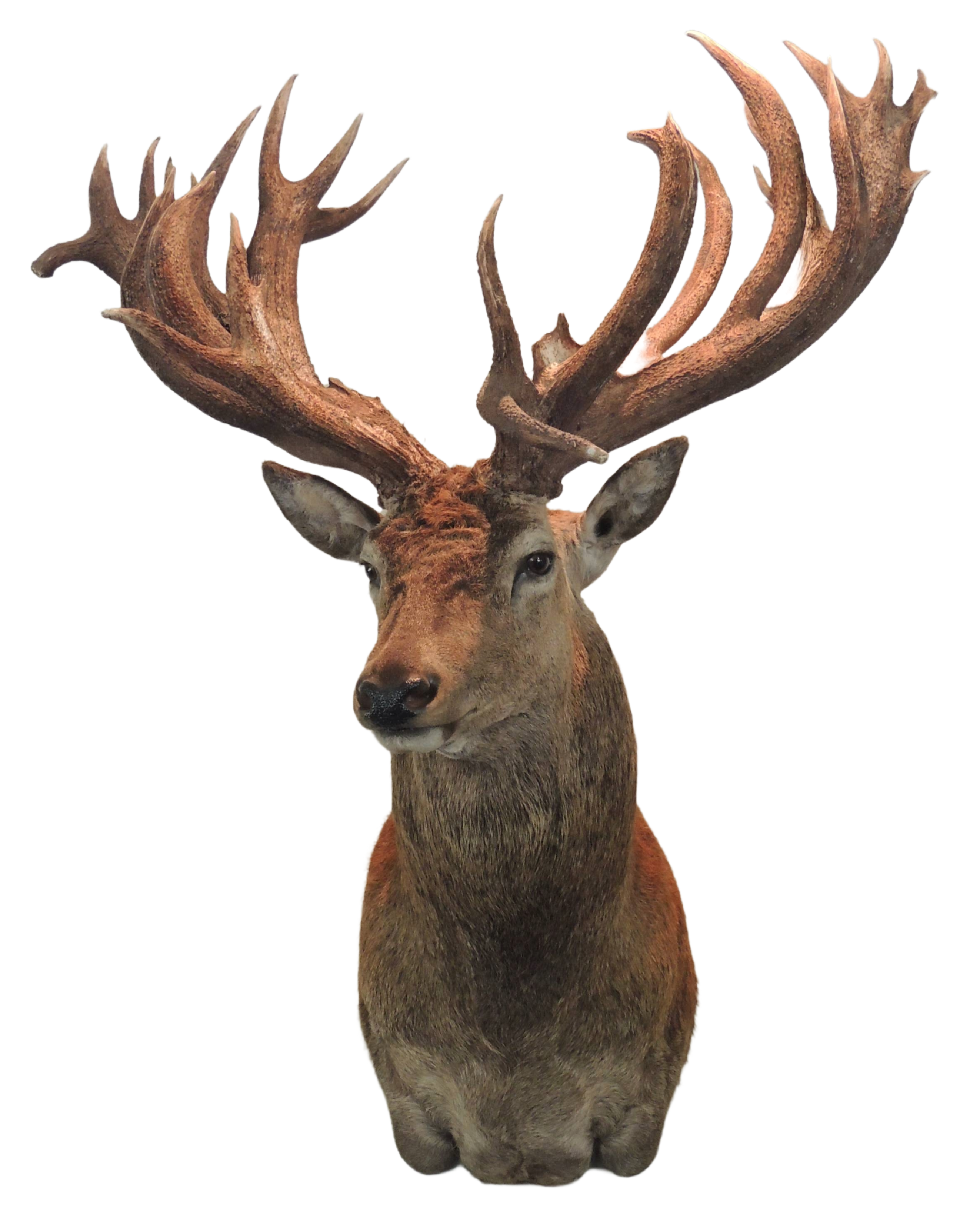 Red stag shoulder mount right turn — Coleman Country Taxidermy