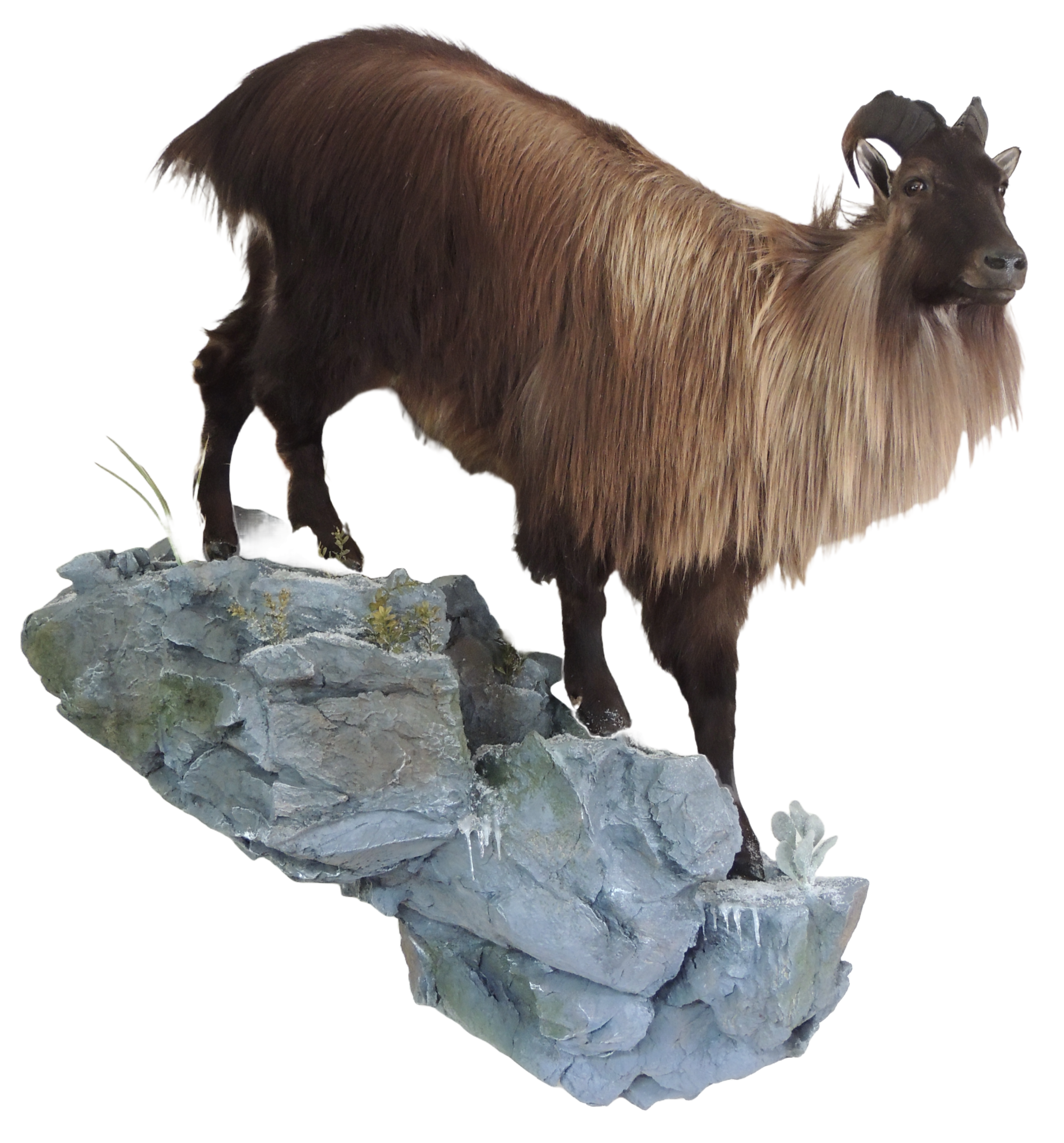 Tahr downhill life size mount — Coleman Country Taxidermy