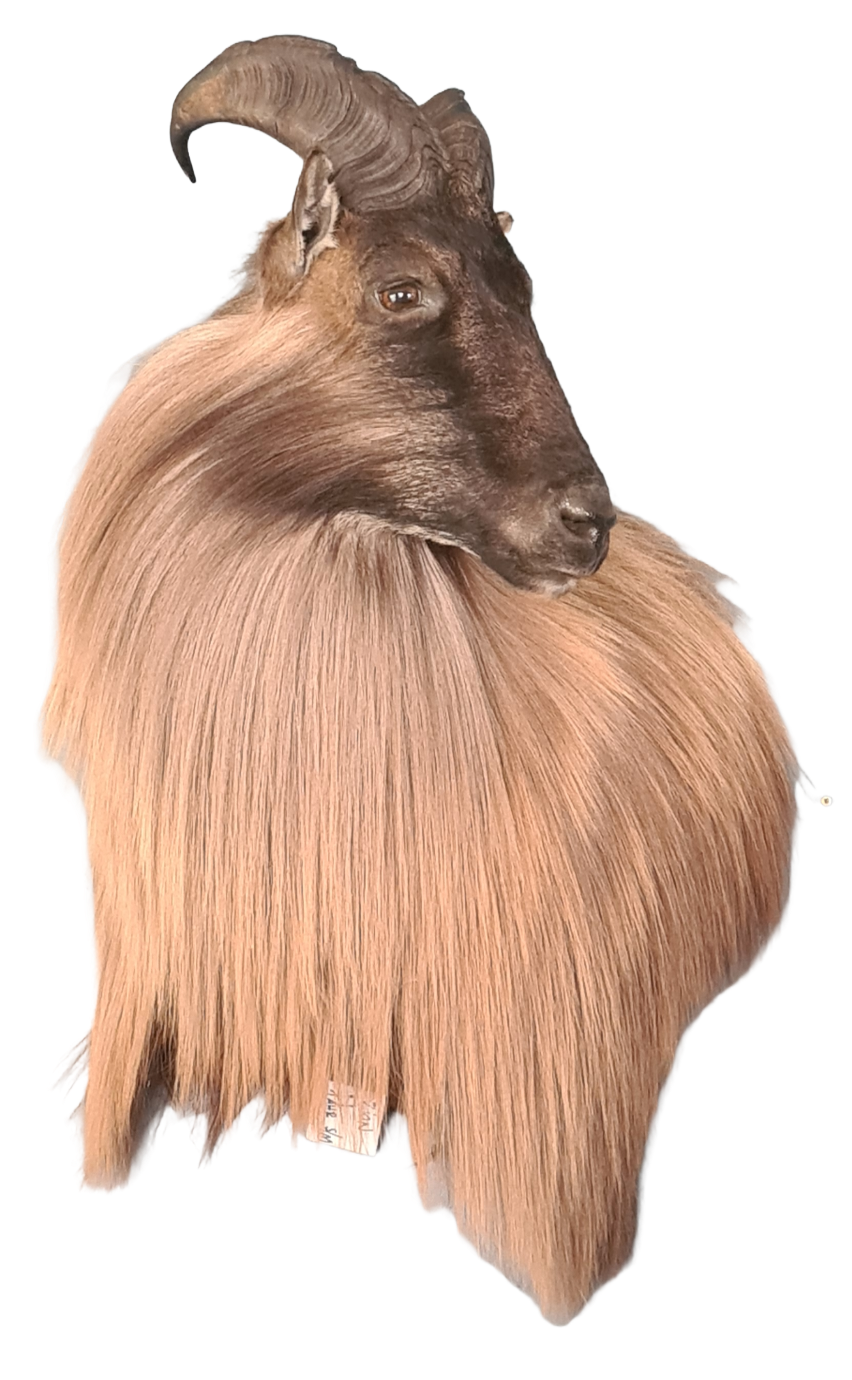 Tahr off set shoulder mount left turn — Coleman Country Taxidermy