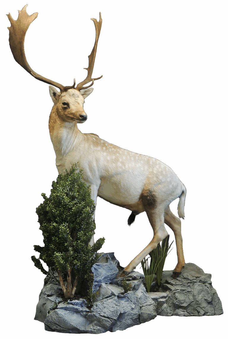 Fallow Deer life size — Coleman Country Taxidermy