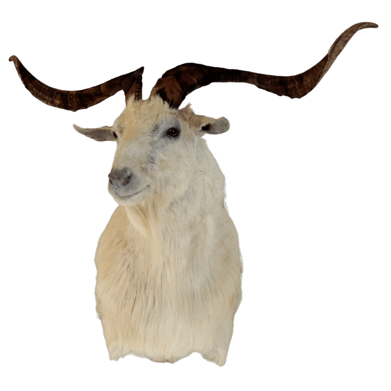Goat shoulder mount, right turn — Coleman Country Taxidermy