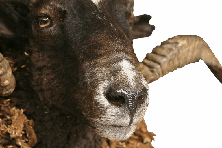 Ram nose — Coleman Country Taxidermy