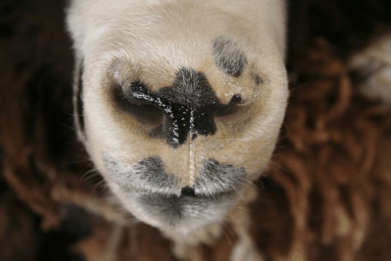 Ram nose — Coleman Country Taxidermy