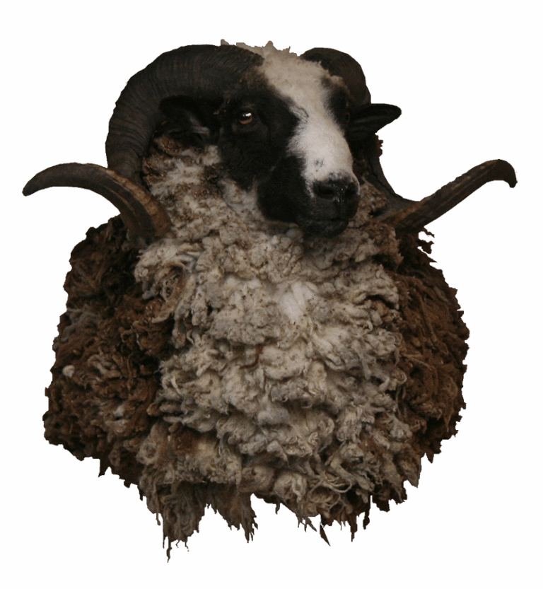 Ram shoulder mount, left turn — Coleman Country Taxidermy