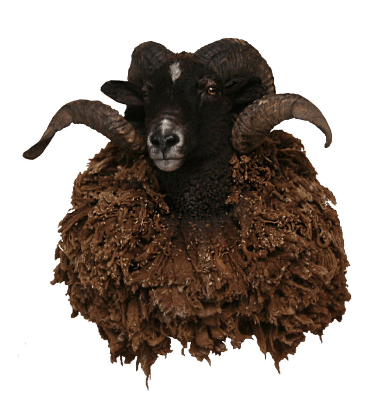 Ram shoulder mount — Coleman Country Taxidermy