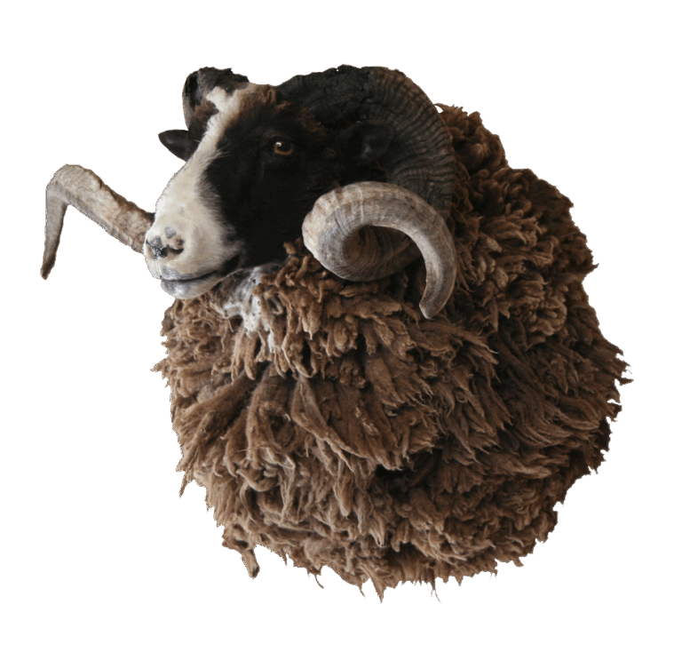 Ram shoulder mount, right turn — Coleman Country Taxidermy