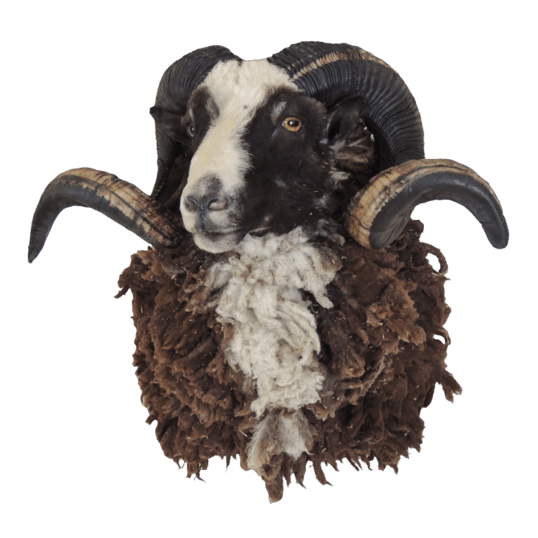Ram shoulder mount, right turn — Coleman Country Taxidermy