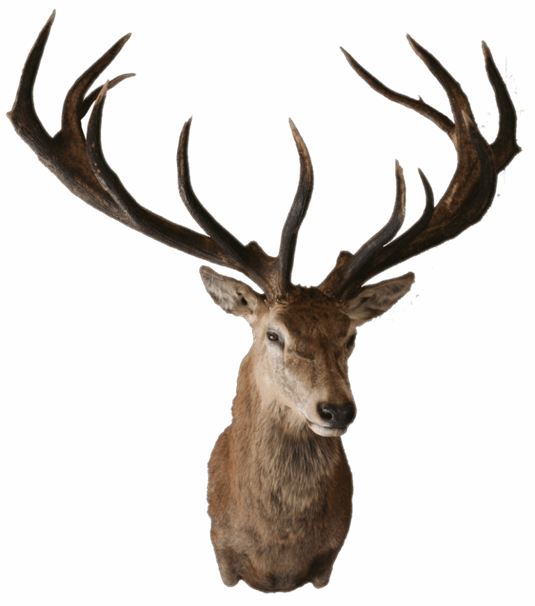 Red Stag shoulder mount, left turn — Coleman Country Taxidermy