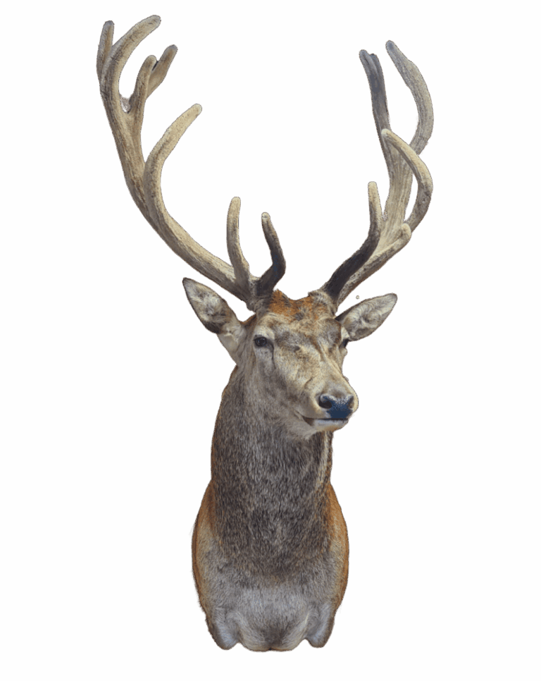 Red Stag shoulder mount, left turn — Coleman Country Taxidermy
