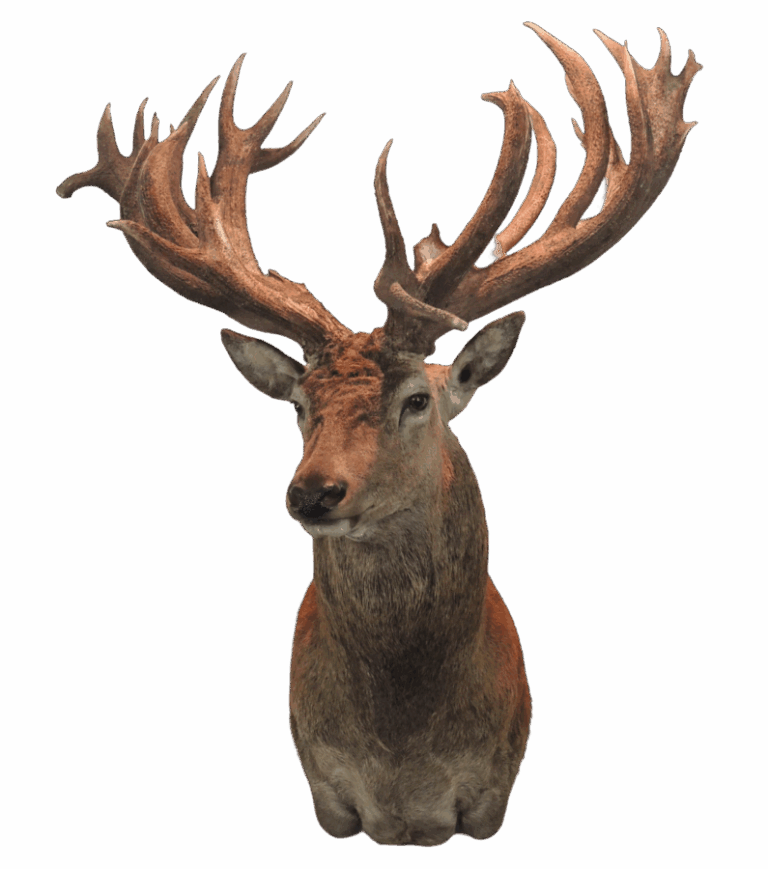 Red Stag shoulder mount, right turn — Coleman Country Taxidermy