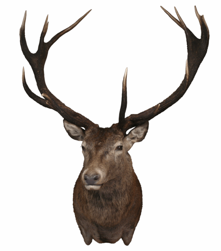Red Stag shoulder mount, right turn — Coleman Country Taxidermy