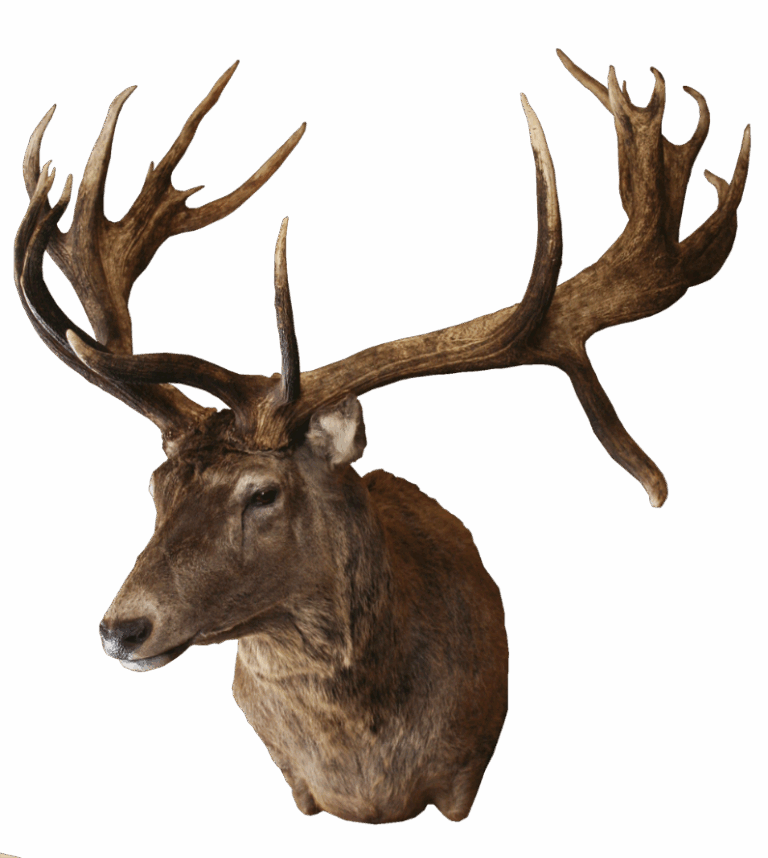 Red Stag shoulder mount, right turn — Coleman Country Taxidermy