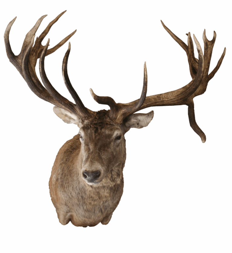 Red Stag shoulder mount, right turn — Coleman Country Taxidermy