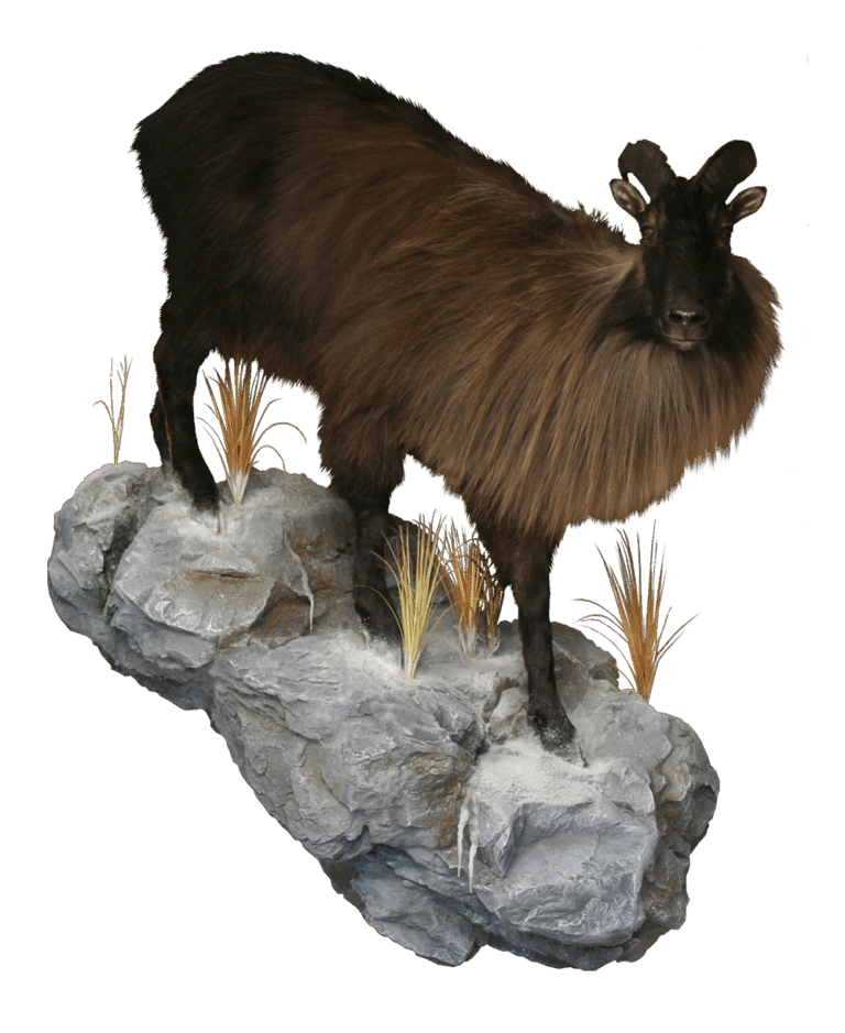 Tahr life size — Coleman Country Taxidermy