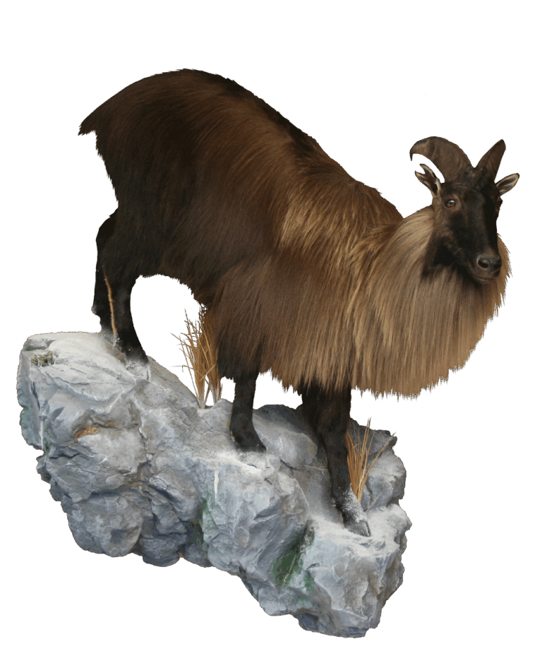 Tahr life size — Coleman Country Taxidermy