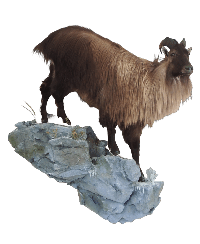 Tahr life size — Coleman Country Taxidermy
