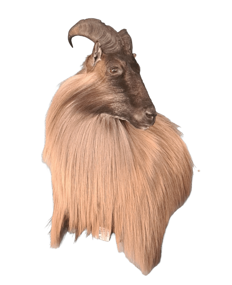 Tahr shoulder mount, left turn — Coleman Country Taxidermy