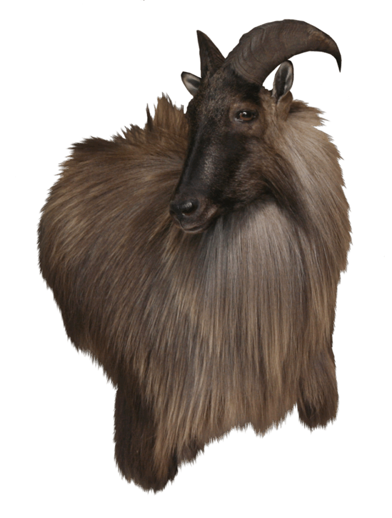 Tahr shoulder mount, right turn — Coleman Country Taxidermy