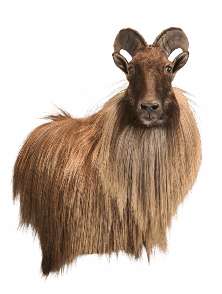 Tahr shoulder mount, right turn — Coleman Country Taxidermy